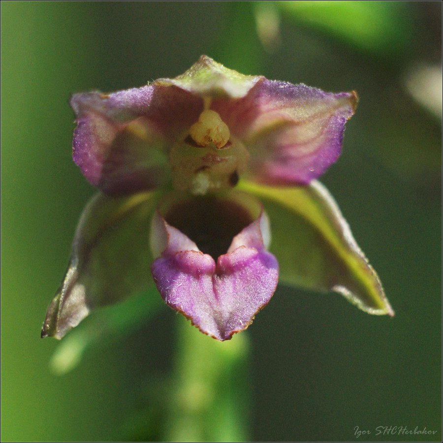 Изображение особи Epipactis helleborine.