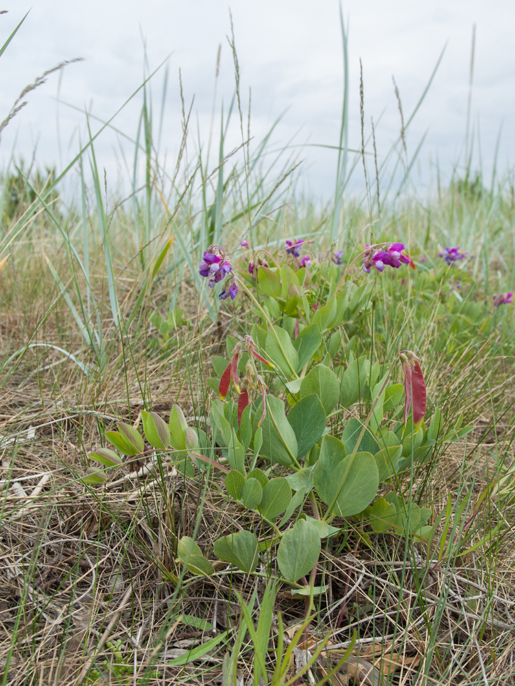 Изображение особи Lathyrus japonicus ssp. pubescens.