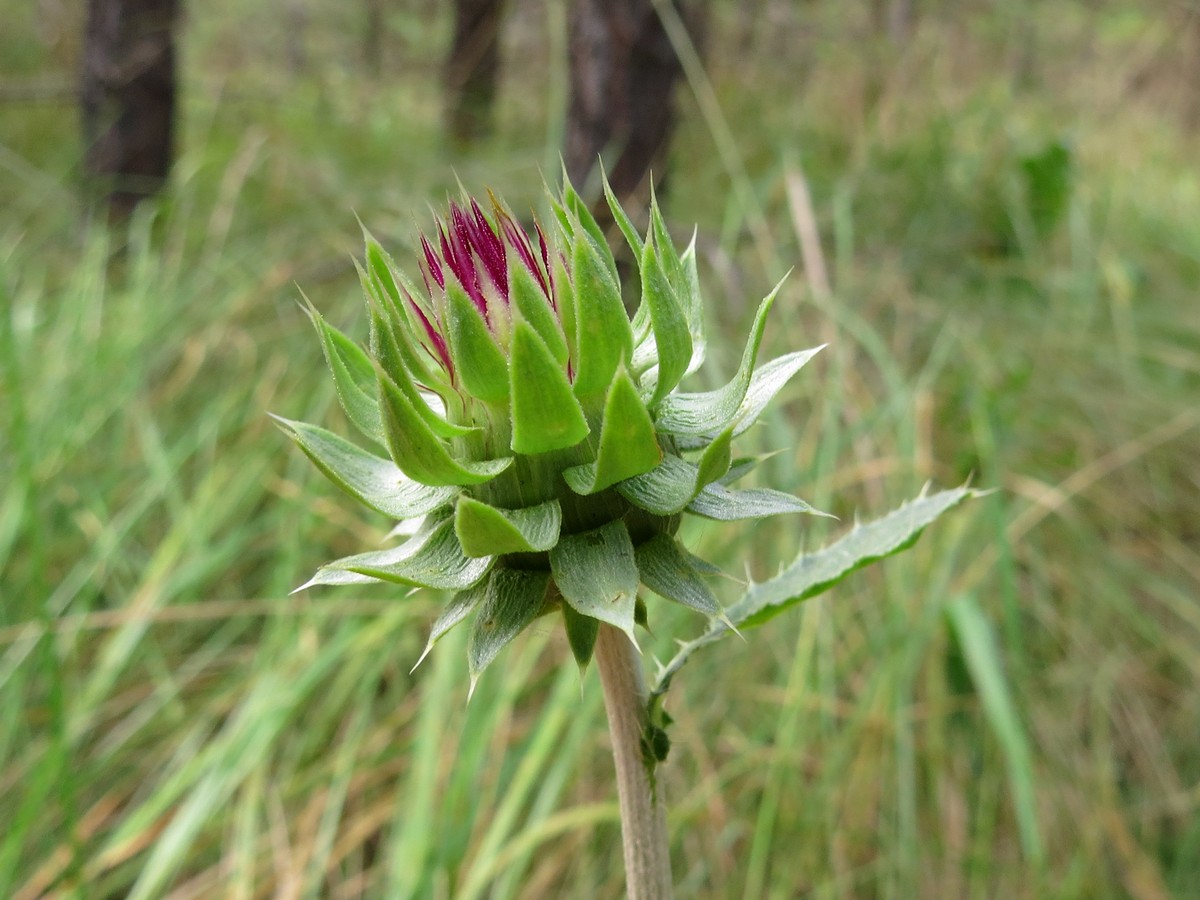 Image of Carduus thoermeri specimen.