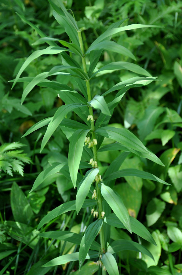 Image of Polygonatum verticillatum specimen.