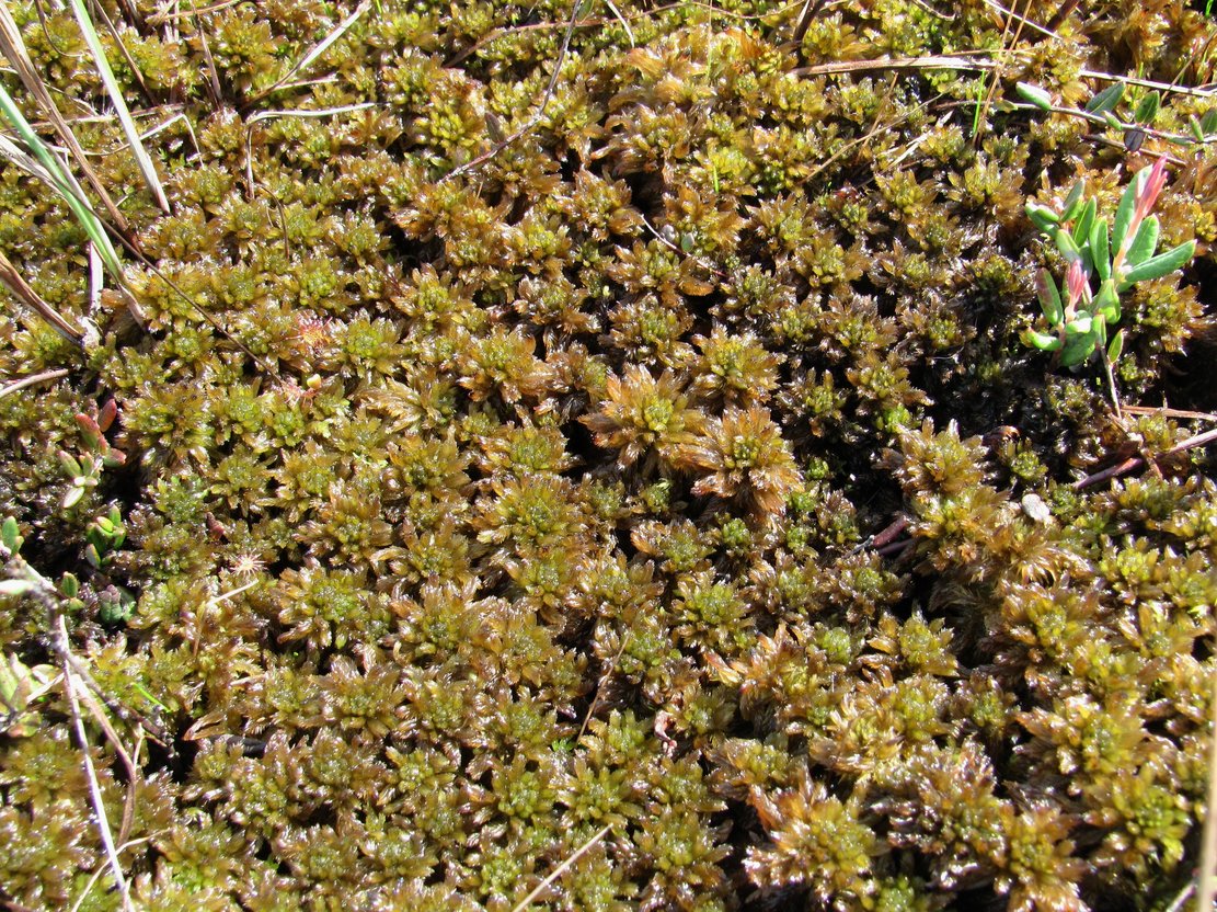 Image of genus Sphagnum specimen.