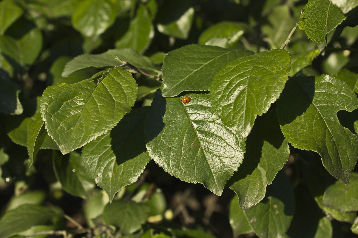 Image of Prunus domestica specimen.