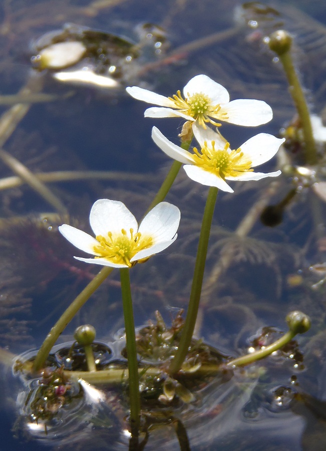 Image of Ranunculus trichophyllus specimen.