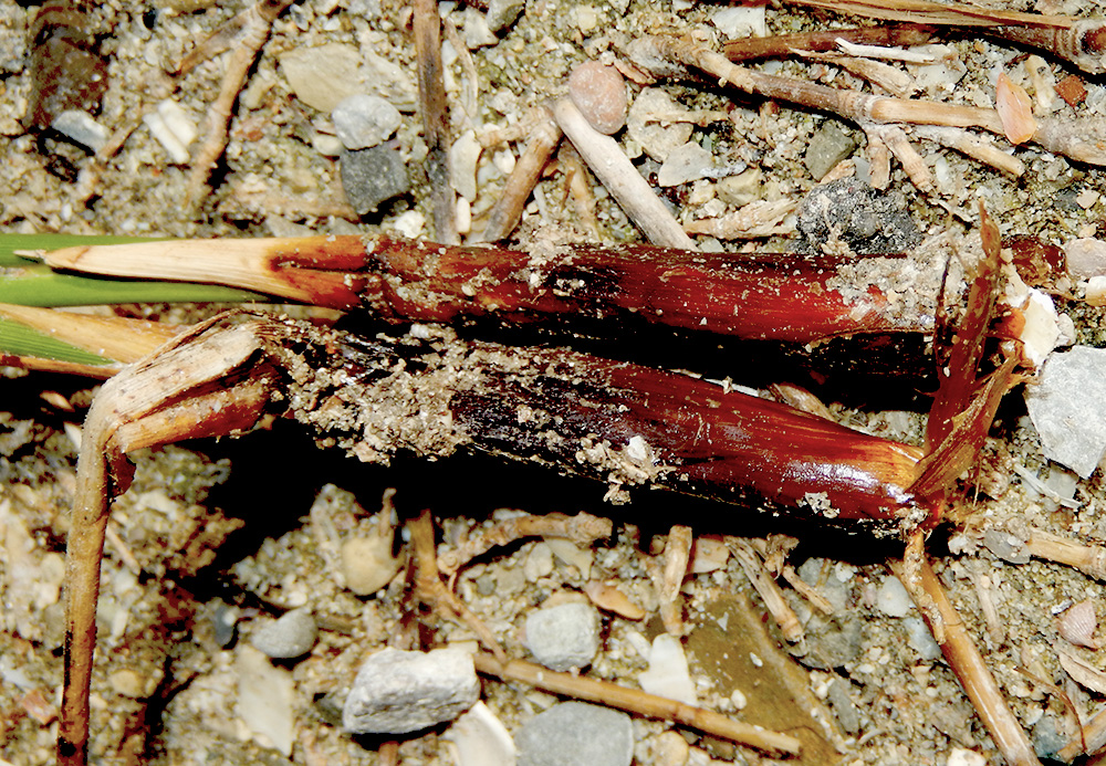Image of Juncus maritimus specimen.