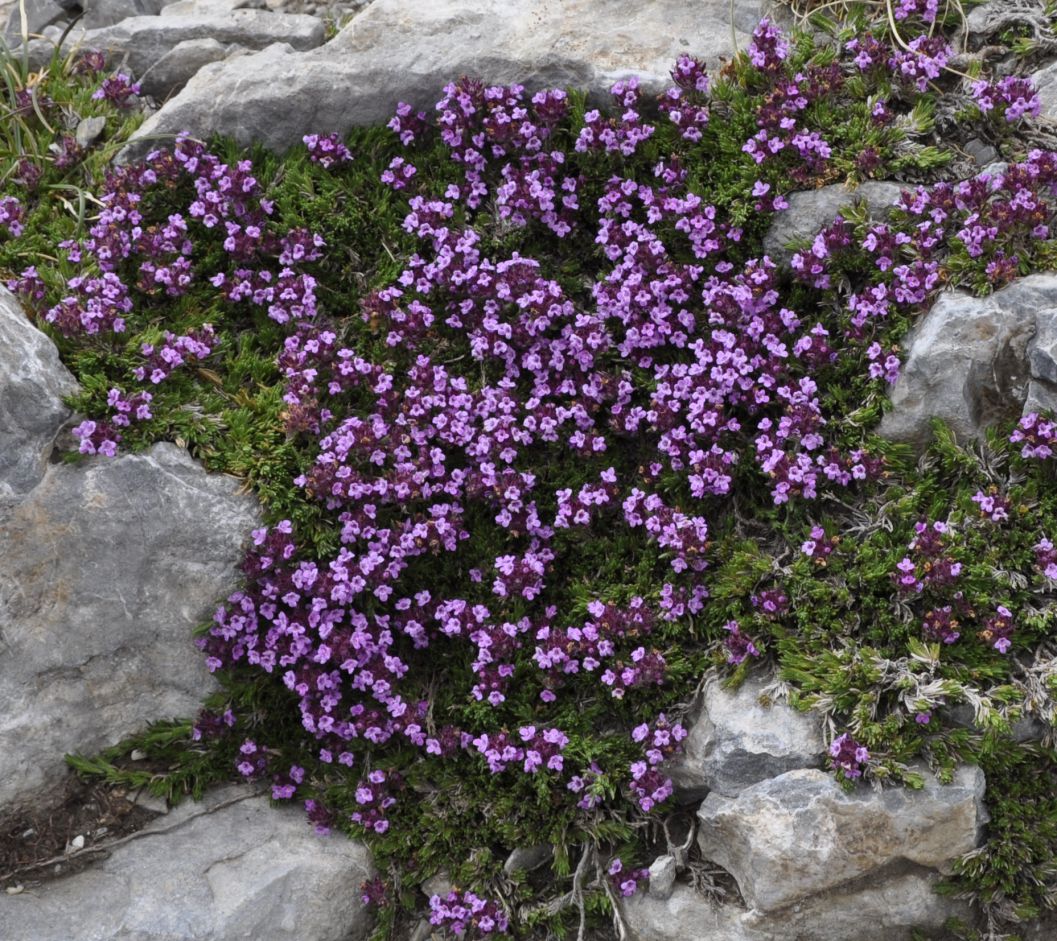 Изображение особи Thymus boissieri.