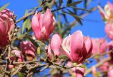 Magnolia × soulangeana. Веточка с цветками и распускающимися листовыми почками. Абхазия, г. Сухум, в культуре. 7 марта 2016 г.