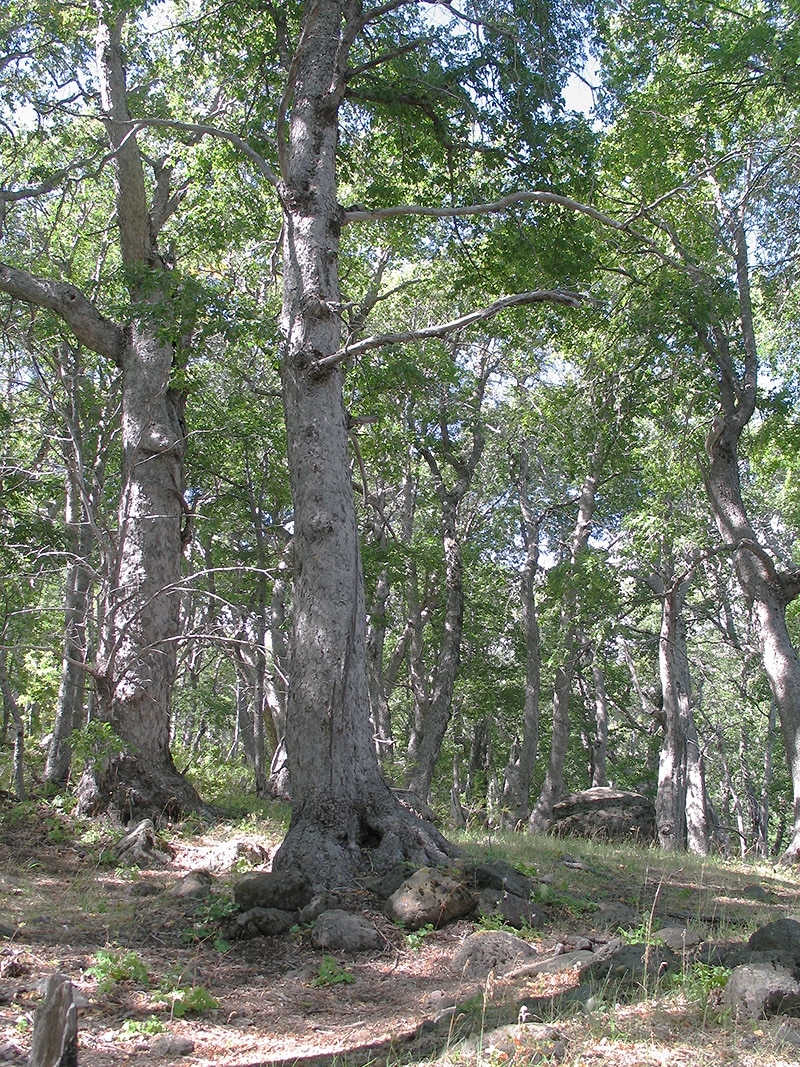 Image of Nothofagus obliqua specimen.