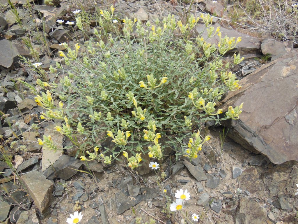 Изображение особи Scutellaria araxensis.