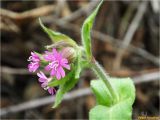 Melandrium dioicum. Верхушка цветущего побега. Украина, Ивано-Франковская обл., Болеховский горсовет, Поляницкий сельсовет, Поляницкий региональный ландшафтный парк, опушка елового леса. 15.05.2017.