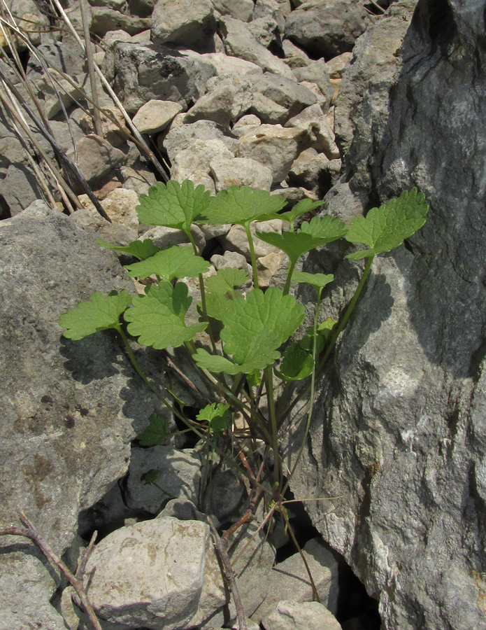 Image of Sobolewskia sibirica specimen.