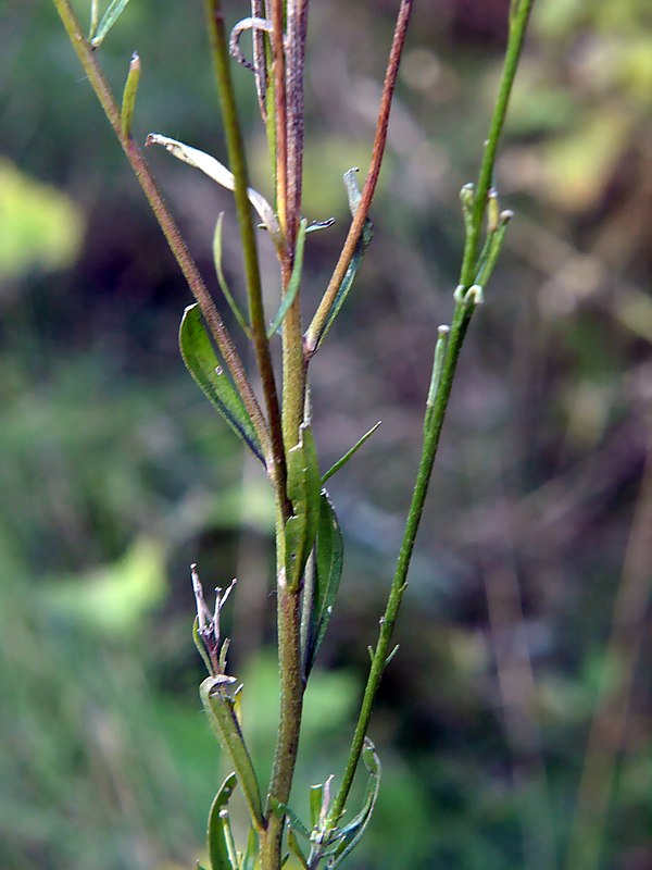 Image of Erysimum hieraciifolium specimen.