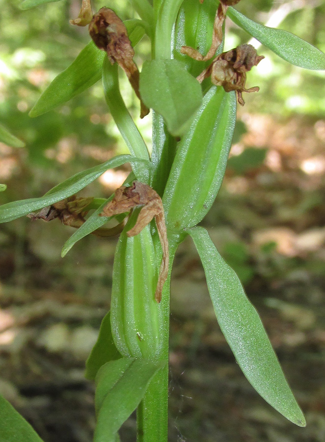 Изображение особи Dactylorhiza romana.