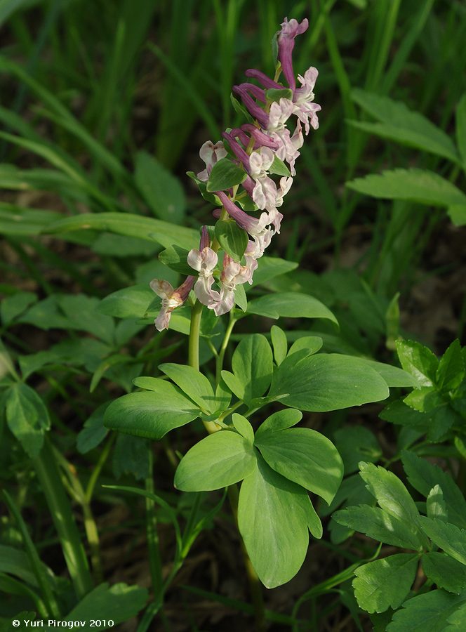 Изображение особи Corydalis marschalliana.