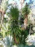 genus Yucca