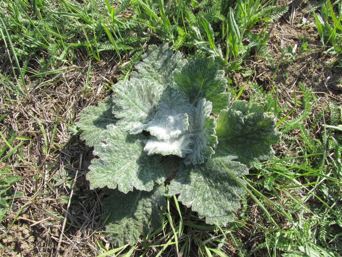 Image of Salvia aethiopis specimen.