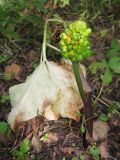 Смотреть изображение Arisaema amurense