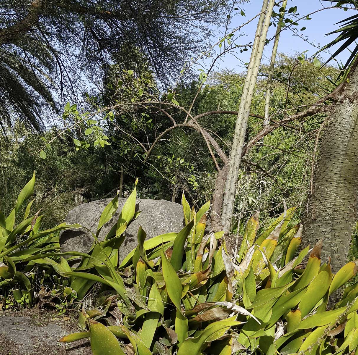 Image of genus Pereskia specimen.