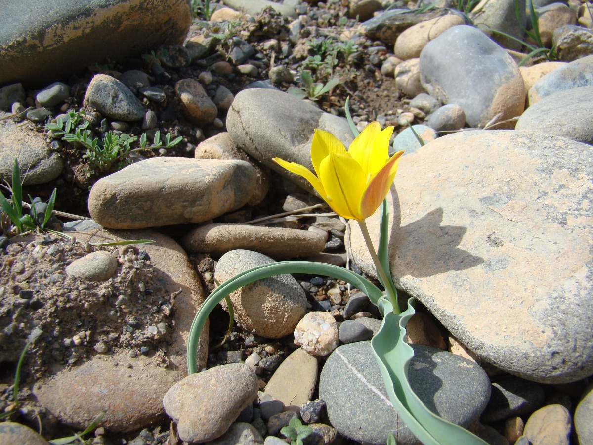 Изображение особи Tulipa platystemon.