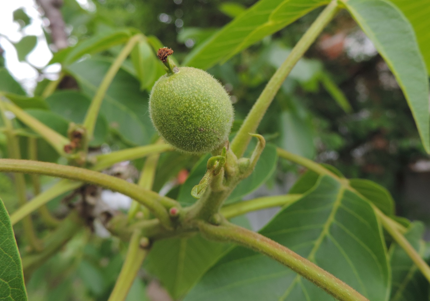 Изображение особи Juglans regia.