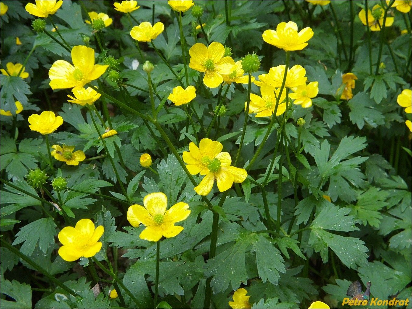 Image of Ranunculus repens specimen.