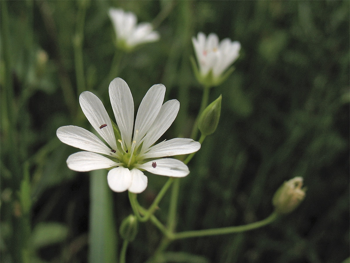 Image of Stellaria palustris specimen.