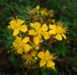 Hypericum perforatum