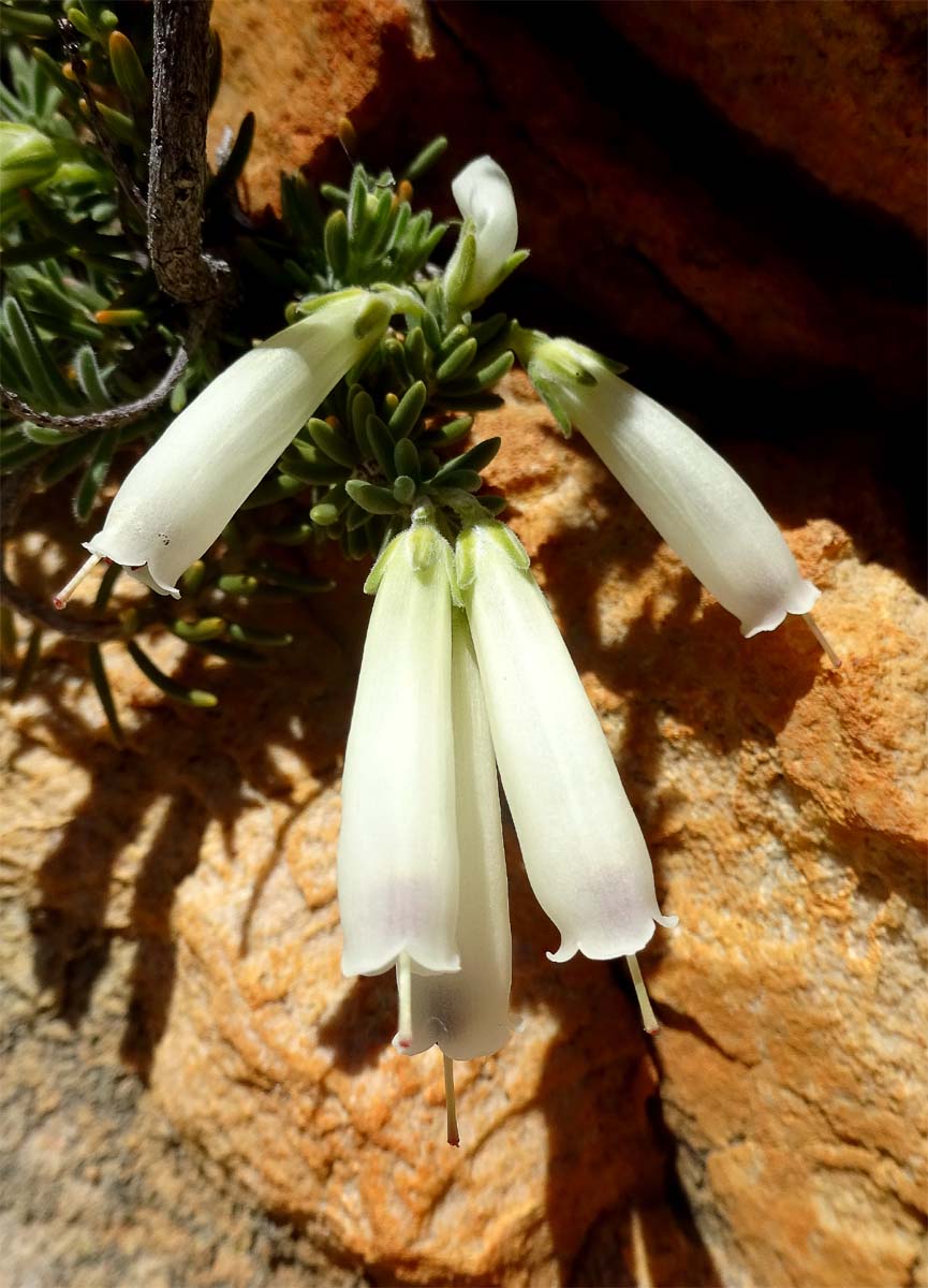 Image of Erica maximiliani specimen.