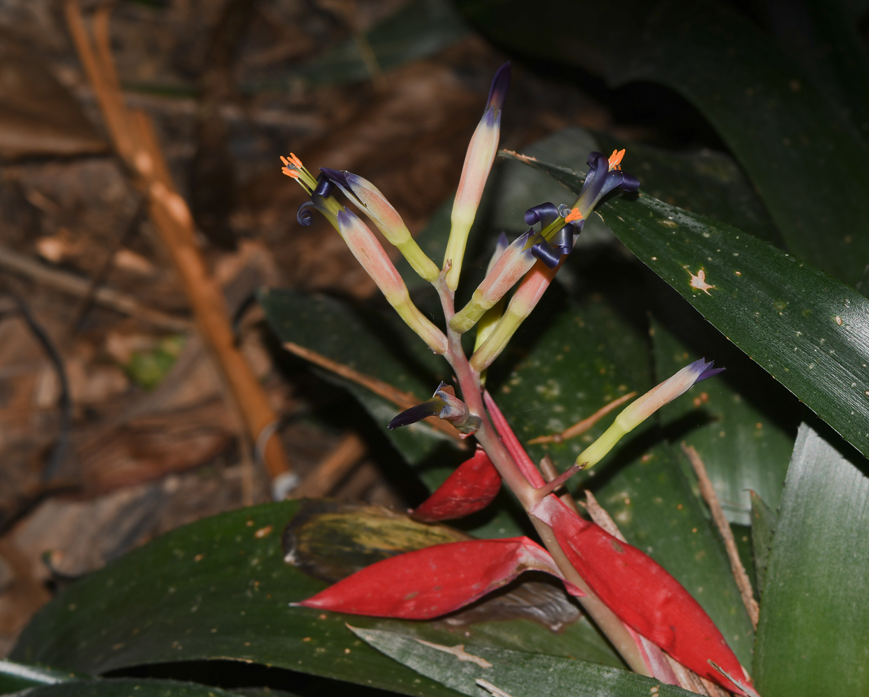 Изображение особи Billbergia lietzei.