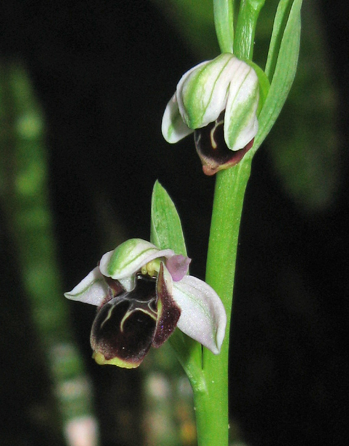 Изображение особи Ophrys oestrifera.