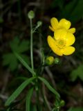 Ranunculus subborealis