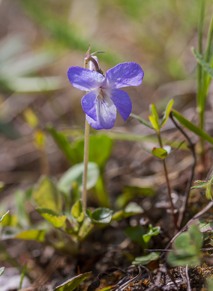 Image of Viola rupestris specimen.