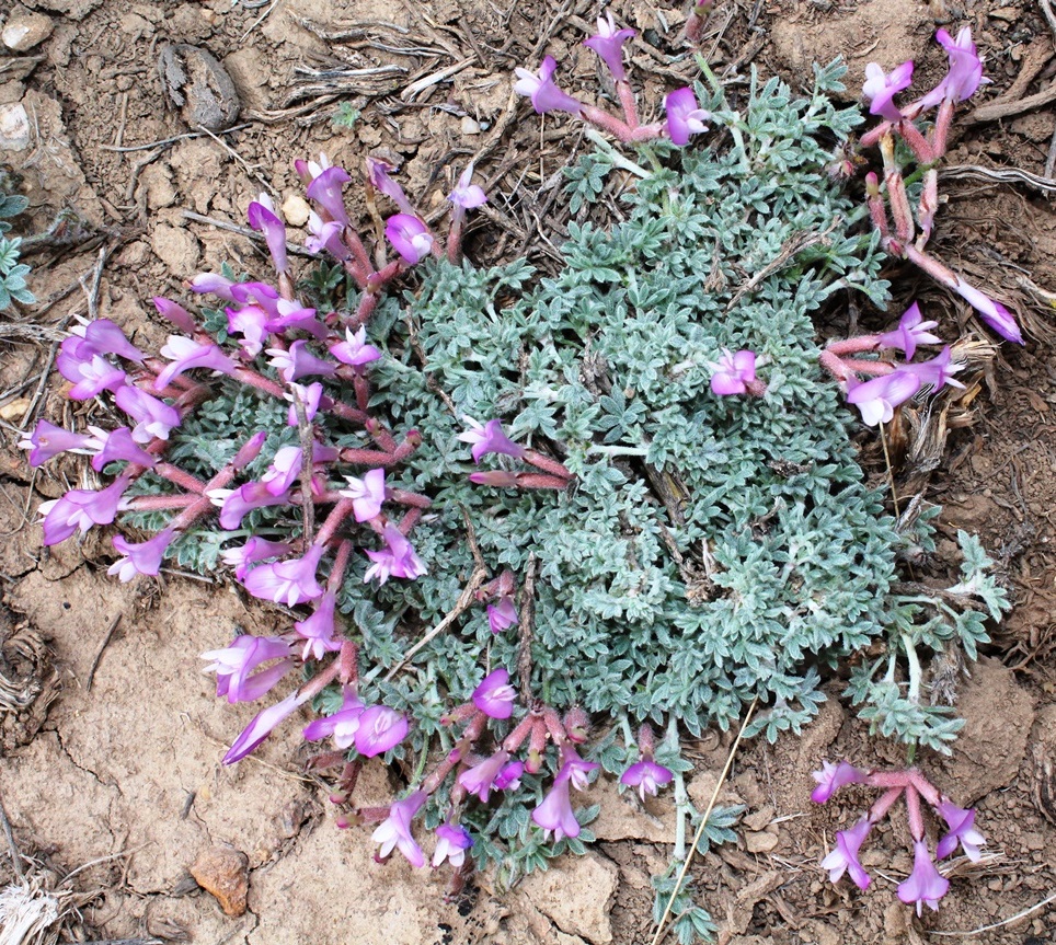 Изображение особи Astragalus arcuatus.