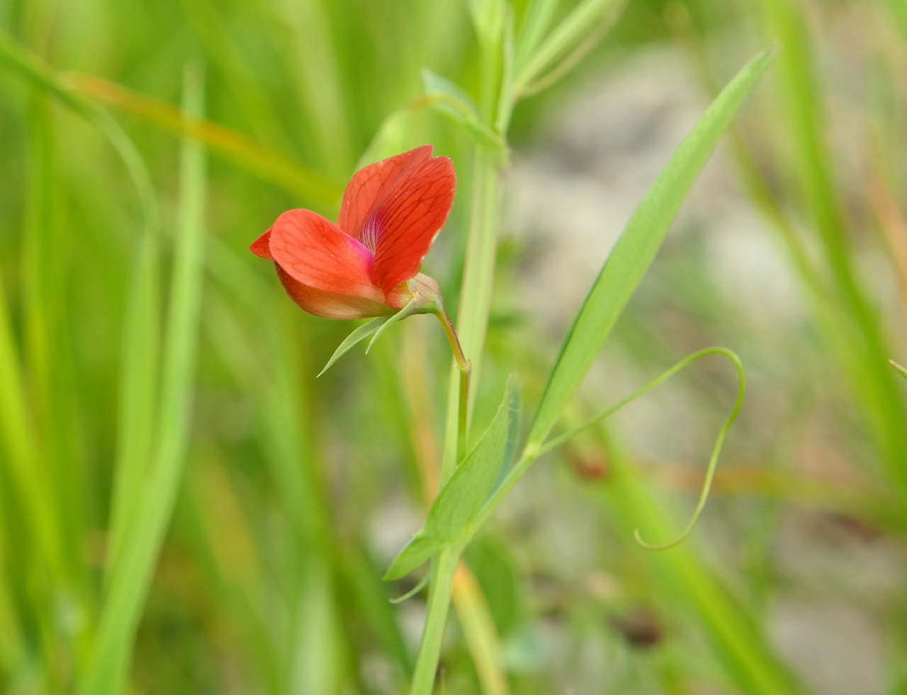 Image of Lathyrus cicera specimen.