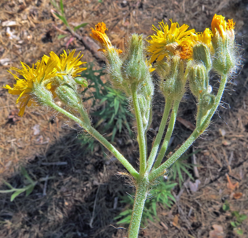 Image of Pilosella echioides specimen.