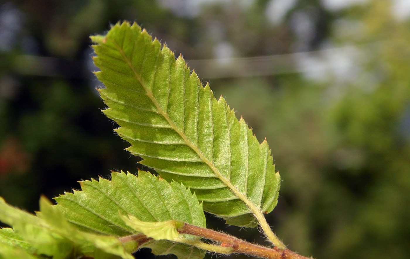 Грабинник (Carpinus orientalis),