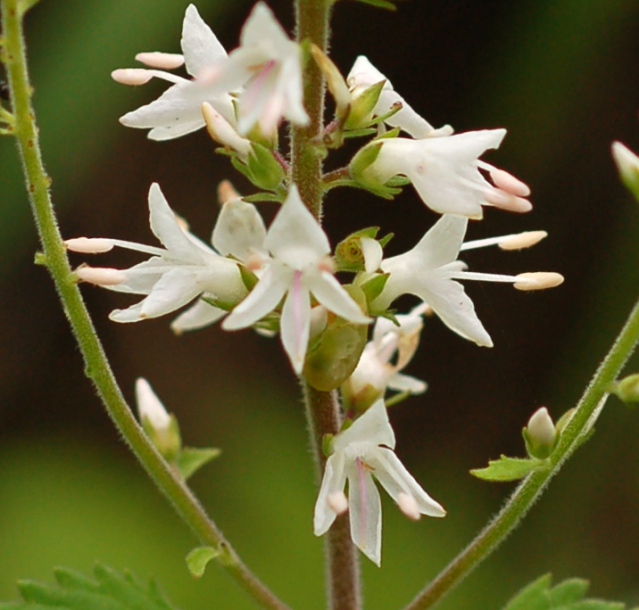 Image of Veronica daurica specimen.