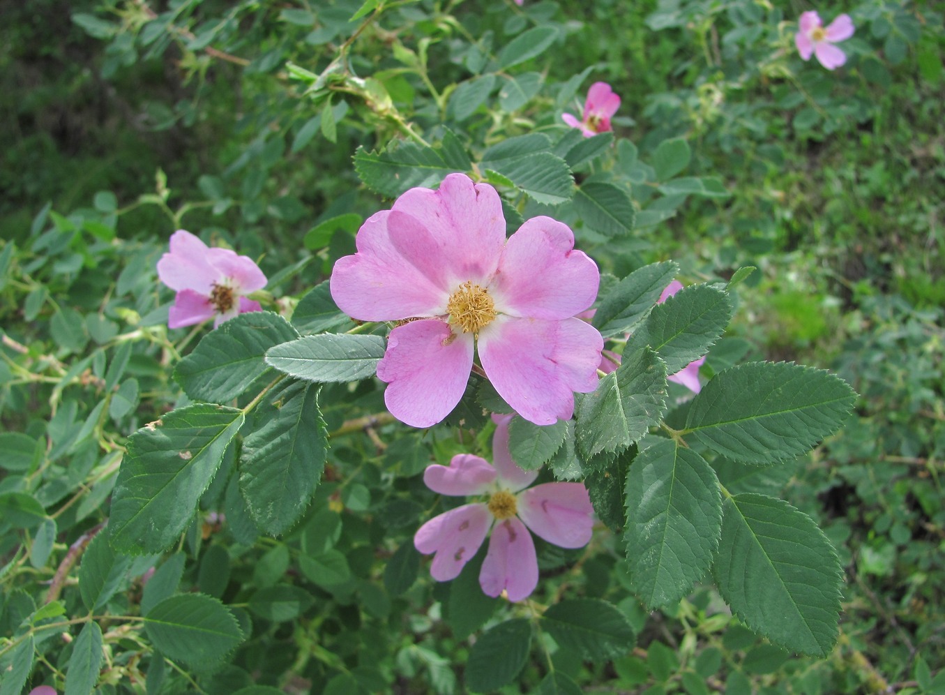 Image of genus Rosa specimen.