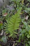 Смотреть изображение Polystichum setiferum