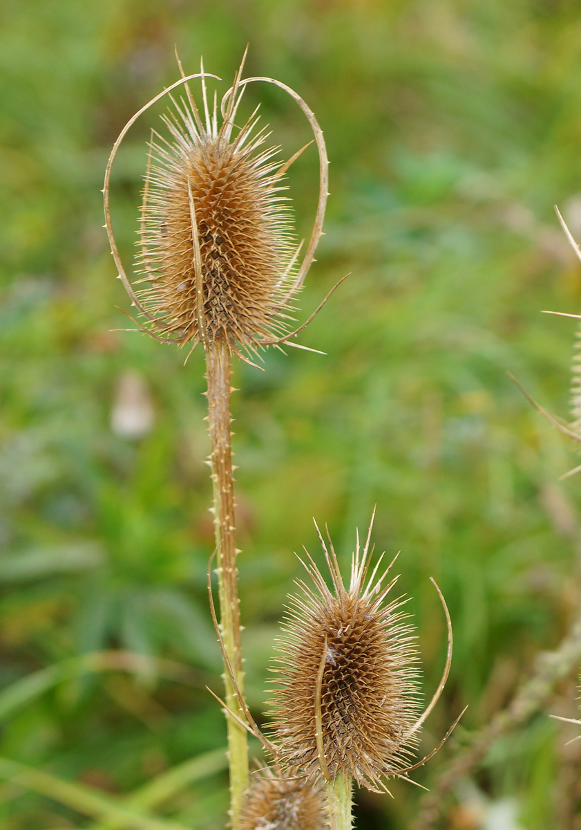 Image of Dipsacus fullonum specimen.