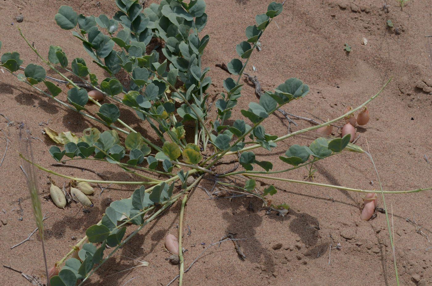 Image of Astragalus flexus specimen.