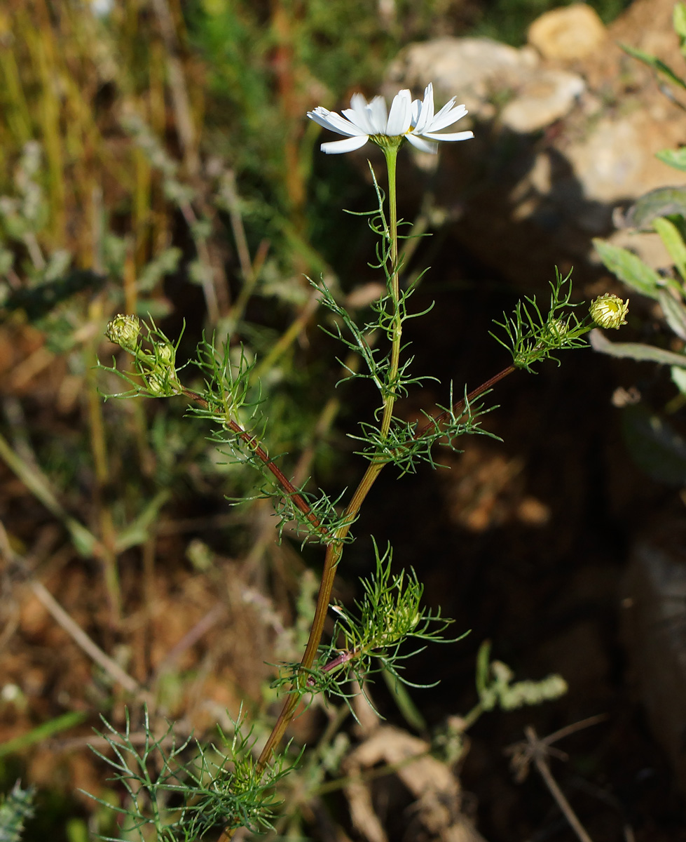 Изображение особи Tripleurospermum inodorum.