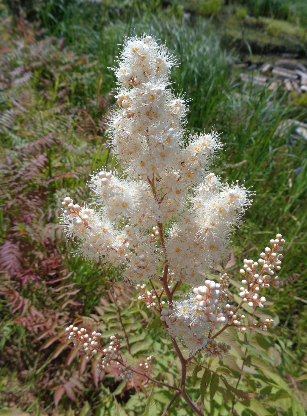 Image of Sorbaria sorbifolia specimen.