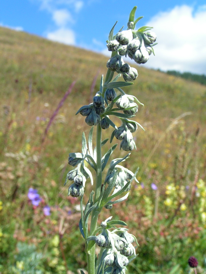 Image of Artemisia sericea specimen.