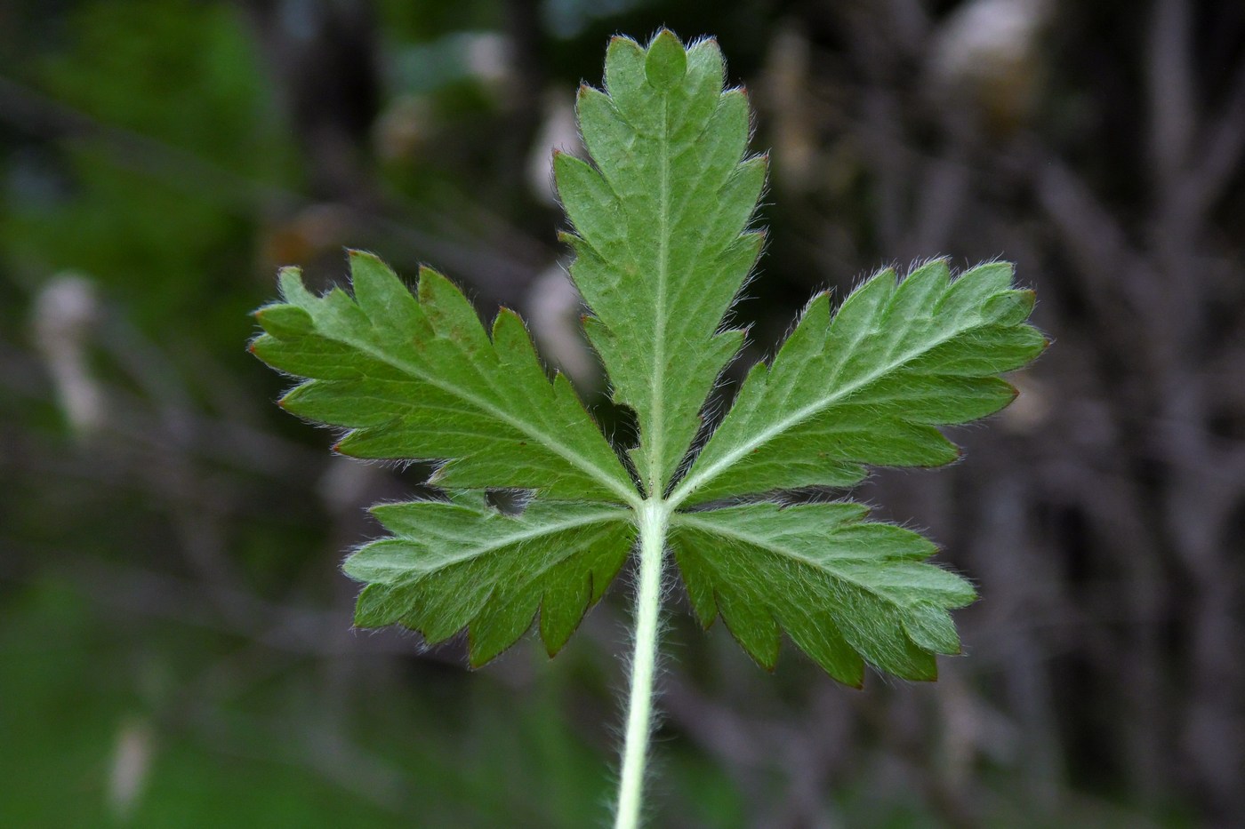 Image of Potentilla caucasica specimen.