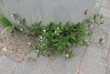 Cerastium holosteoides