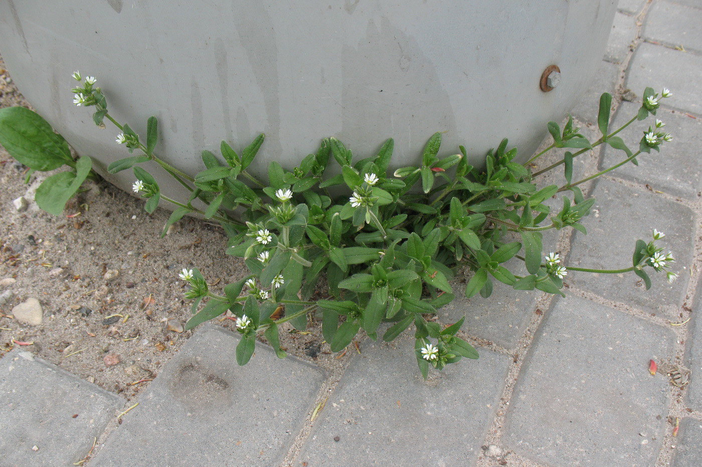 Image of Cerastium holosteoides specimen.