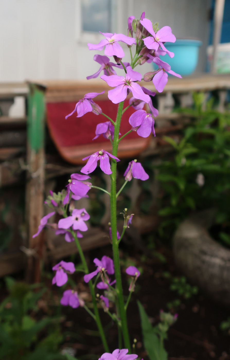 Image of genus Hesperis specimen.