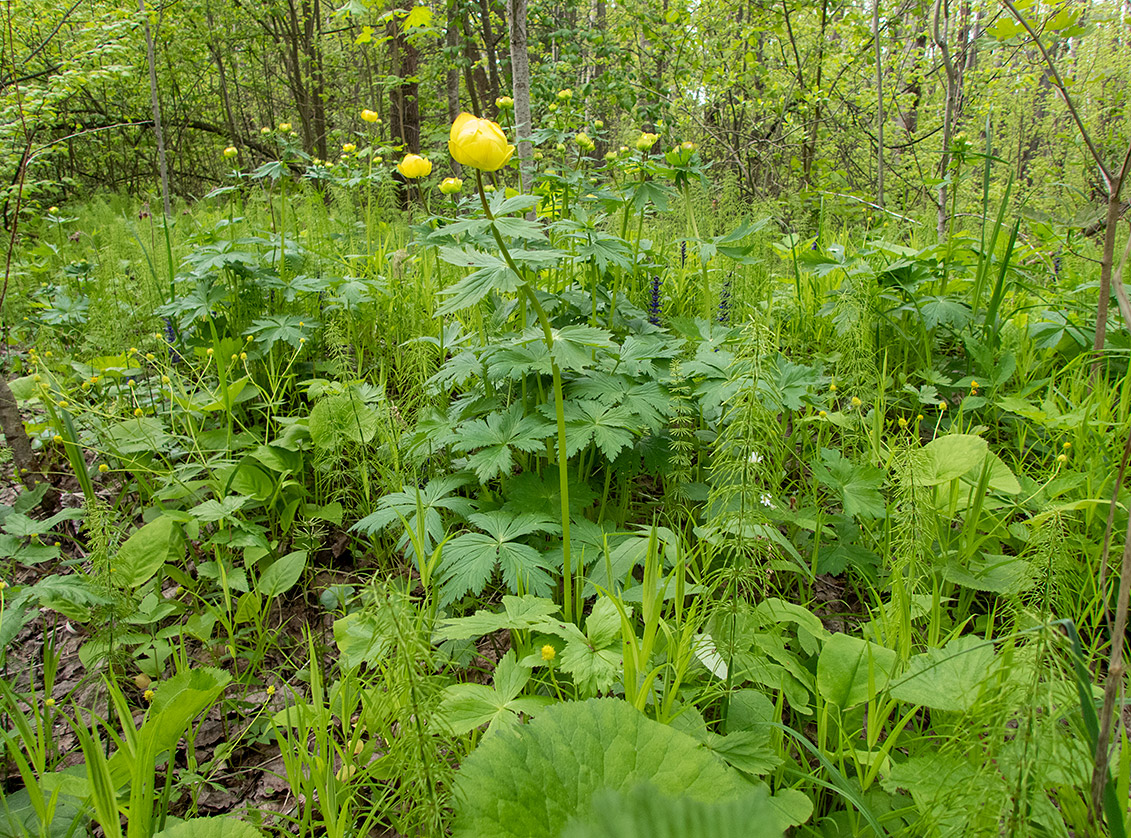 Image of Trollius europaeus specimen.