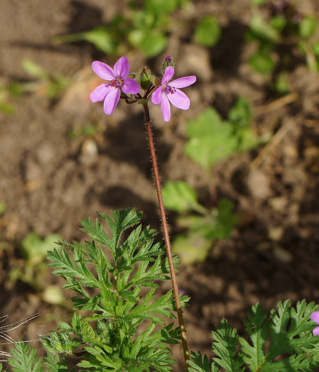 Image of Erodium cicutarium specimen.