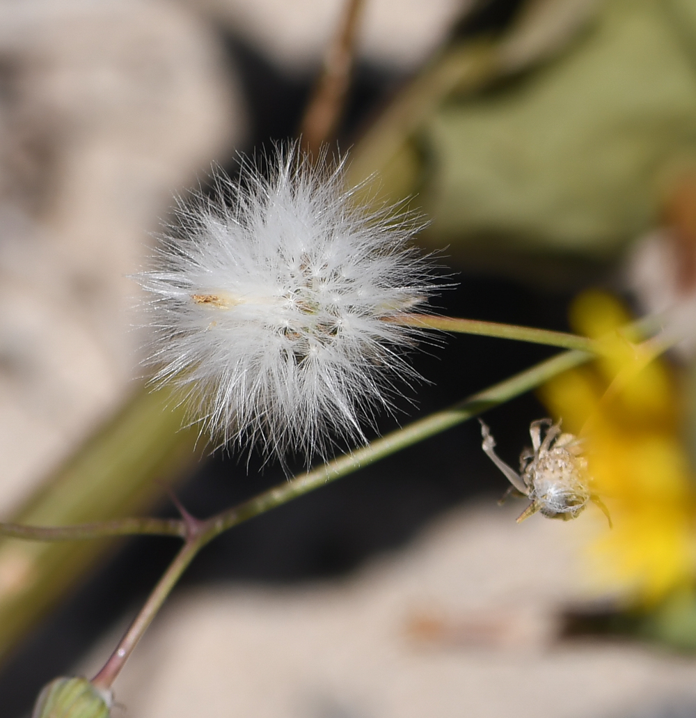 Изображение особи Sonchus tenerrimus.